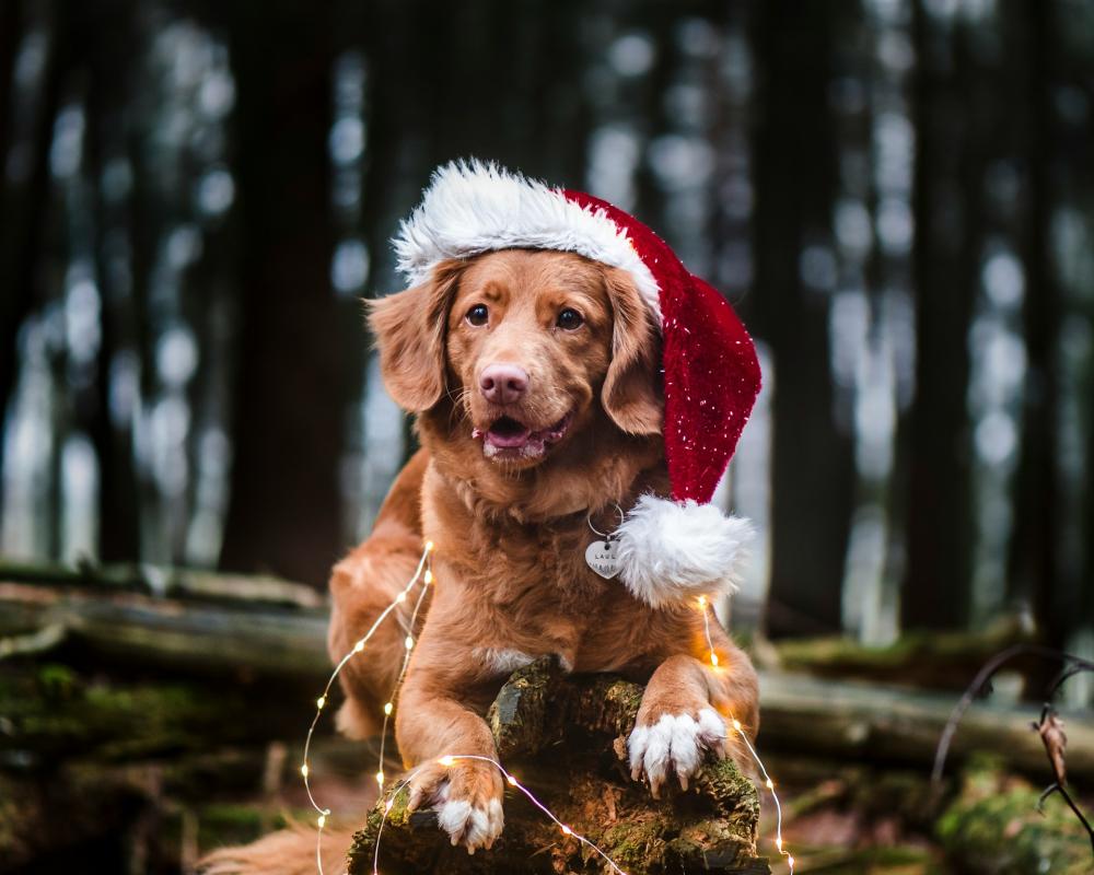 dog santa hat