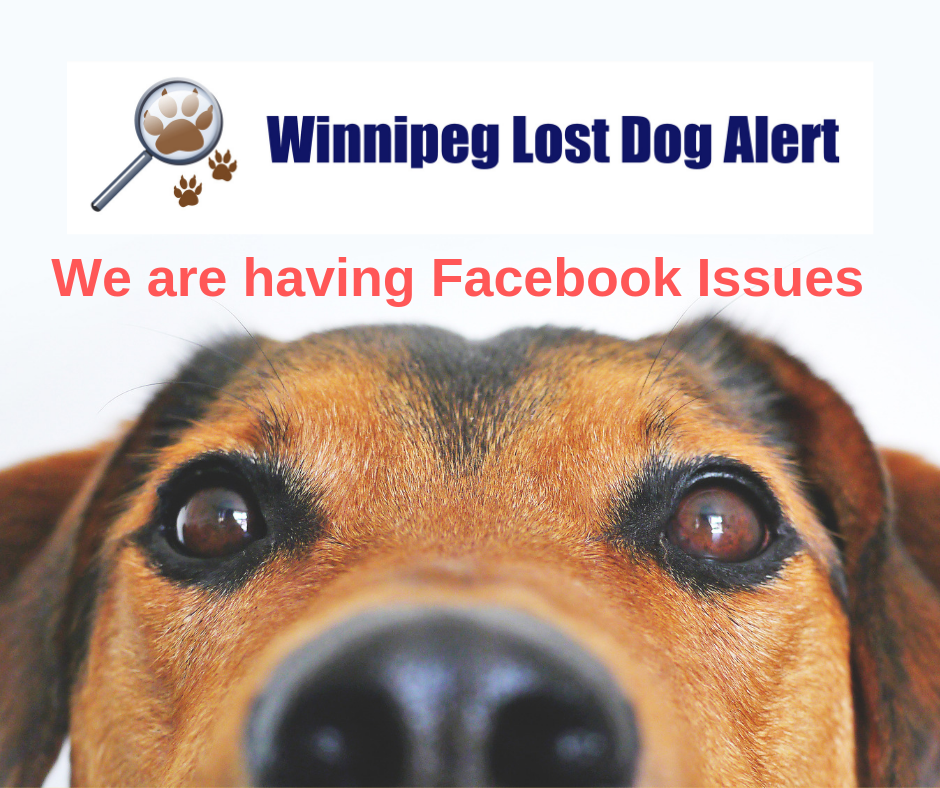 Important Facebook Issues Today Winnipeg Lost Dog Alert