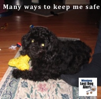 Keeping your dog safe